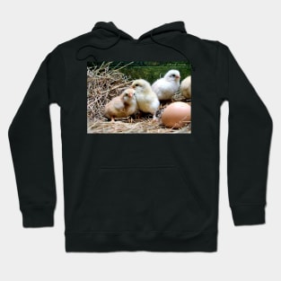 Chick life - chicks and egg Hoodie